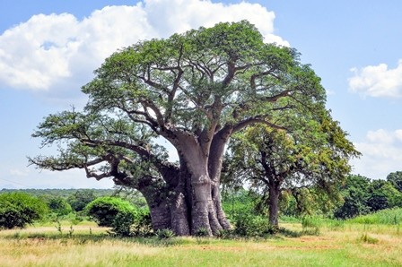 Baobab Oil Organic 250ml