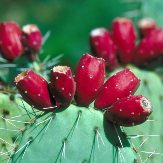 Prickly Pear seed oil Organic