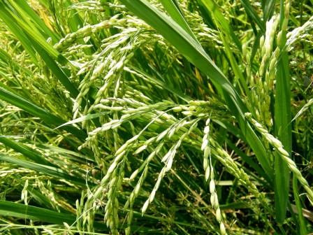 Rice bran Oil Organic 500ml