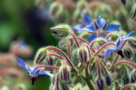 Borage Seed Oil Organic 50ml