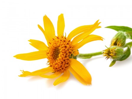 Arnica Oil