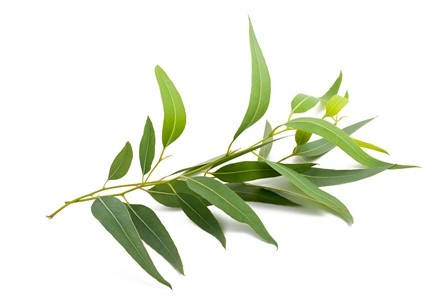 Eucalyptus-Citriodora 100ml