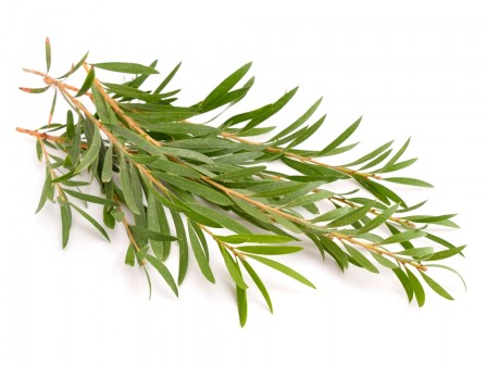 Tea Tree oil Organic