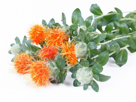 Safflower Oil Organic