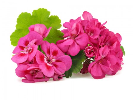 Geranium 50ml