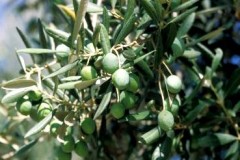 Olive Oil Organic Extra Virgin 1000ml