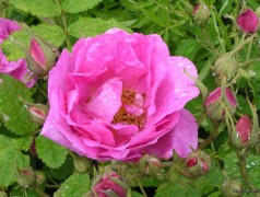 Rose Floral Water Organic 250ml